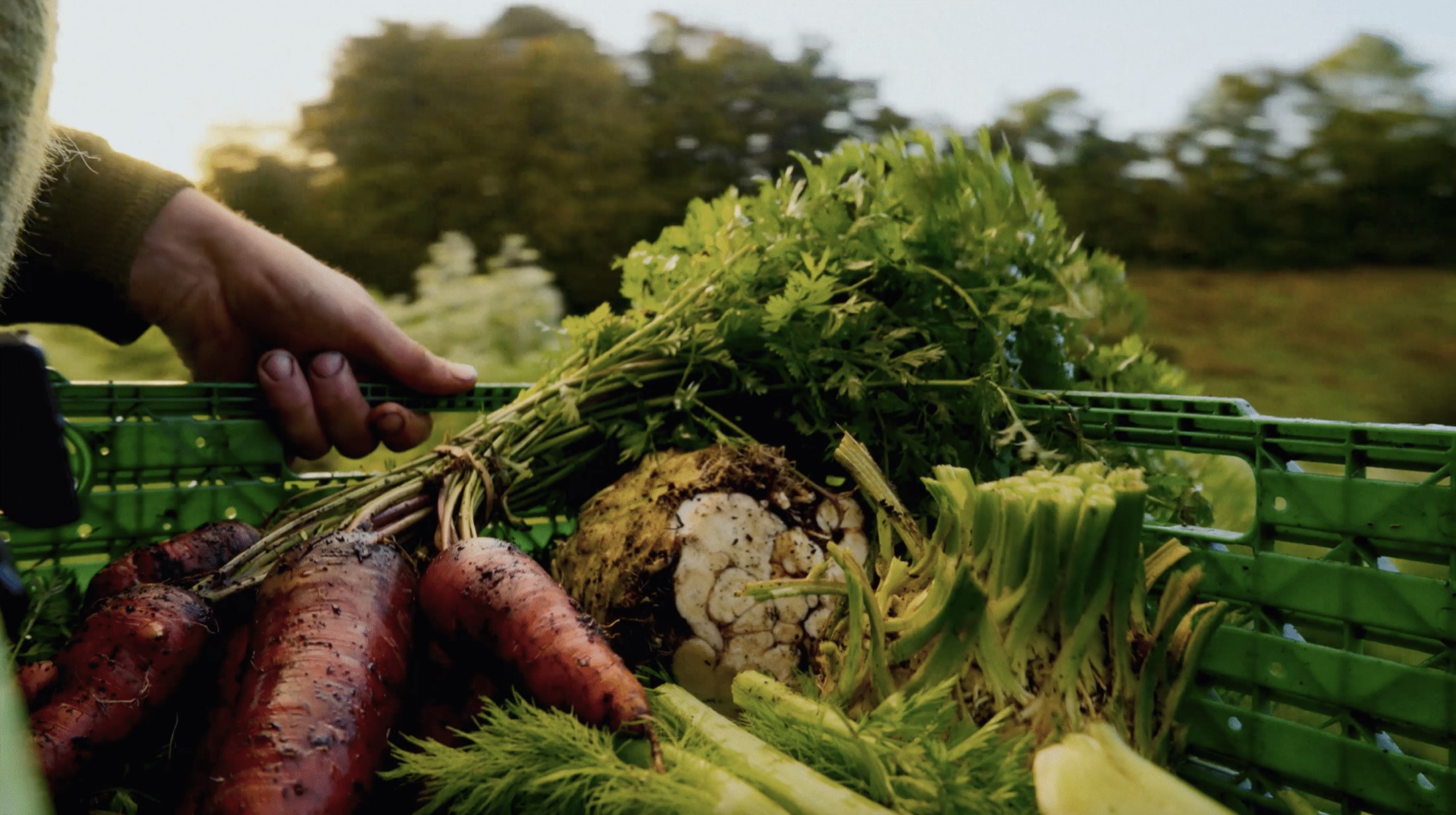 Harvesting root vegetables at a local market garden