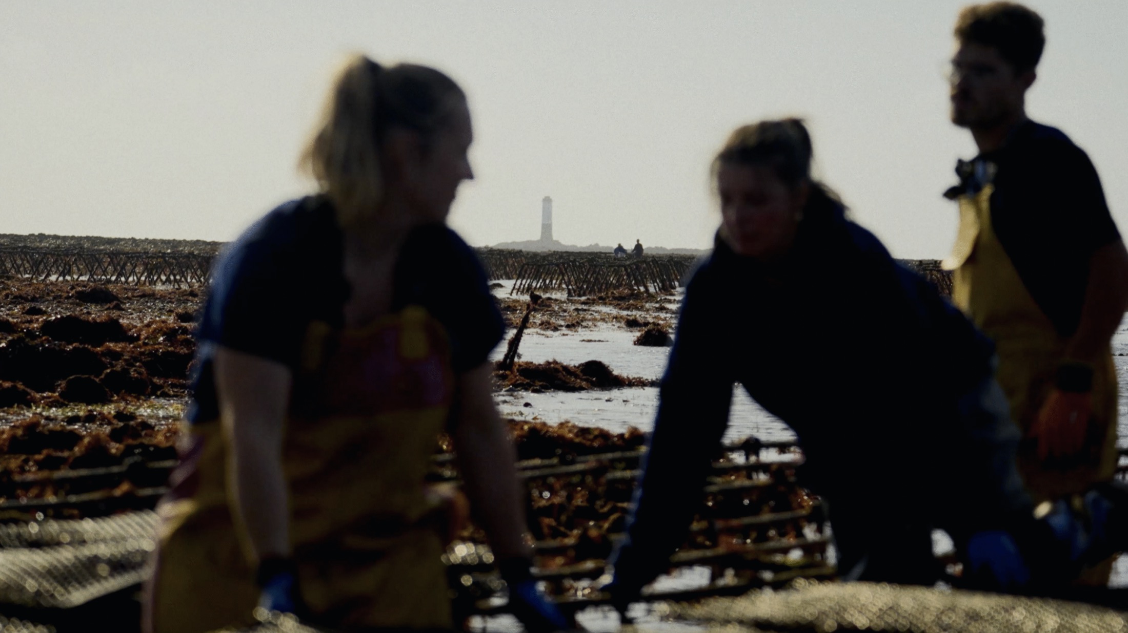 Oyster farmers at work on the oyster beds